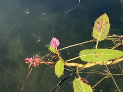 Persicaria amphibia