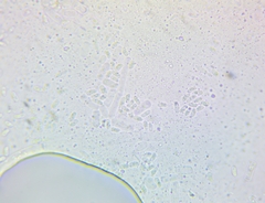 Amaropostia stiptica