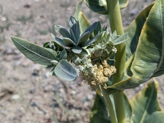 Asclepias erosa