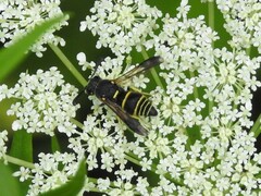 Euodynerus foraminatus