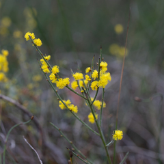 Acacia spinescens
