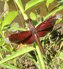 Neurothemis stigmatizans