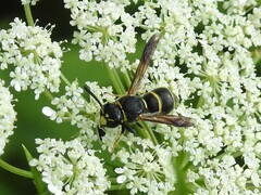 Euodynerus foraminatus