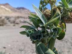 Asclepias erosa
