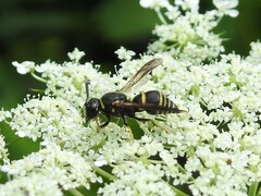 Euodynerus foraminatus