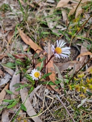 Allittia uliginosa