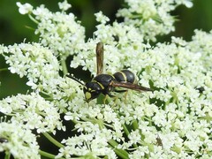 Euodynerus foraminatus