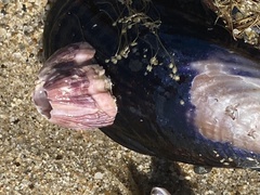 Megabalanus californicus