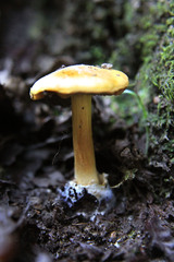Cortinarius vaginatus