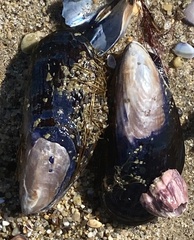 Megabalanus californicus