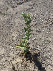 Asclepias erosa