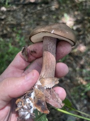 Tylopilus badiceps