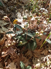 Chimaphila maculata