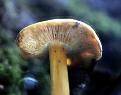 Cortinarius vaginatus