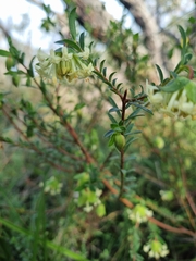 Pimelea linifolia