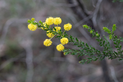 Acacia paradoxa