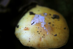 Cortinarius vaginatus