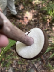Tylopilus badiceps