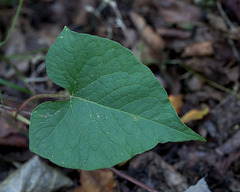 Fallopia cilinodis