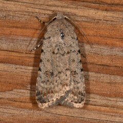 Caradrina clavipalpis