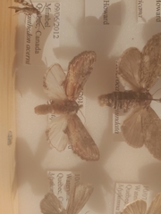 Notodonta scitipennis
