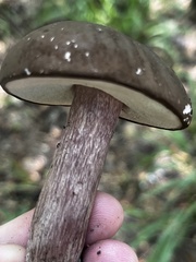 Tylopilus badiceps