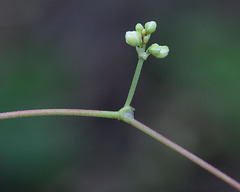 Fallopia cilinodis