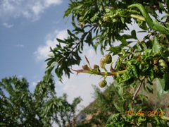 Brachycaudus amygdalinus