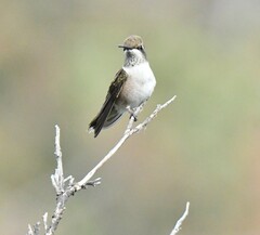 Archilochus alexandri