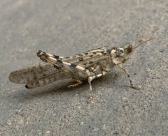 Anconia integra