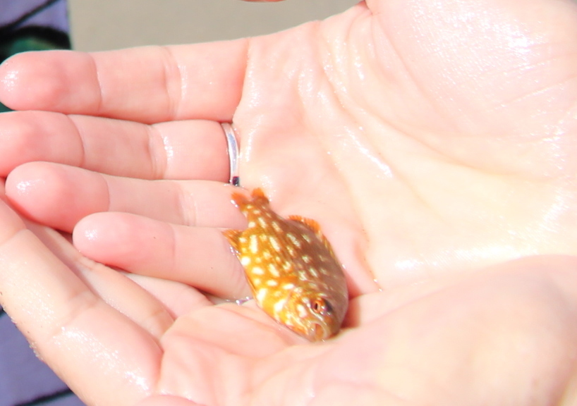 Buff bream (Kyphosus sydneyanus) — Kyphosidae
