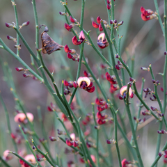 Daviesia brevifolia