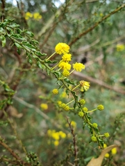 Acacia paradoxa