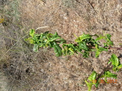 Brachycaudus amygdalinus