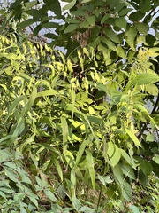 Chasmanthium latifolium