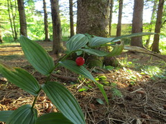 Streptopus lanceolatus