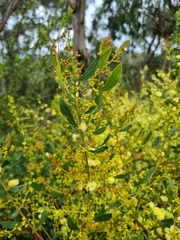 Acacia myrtifolia