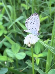 Pseudozizeeria maha