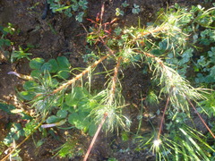 Pharnaceum aurantium