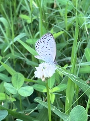 Pseudozizeeria maha
