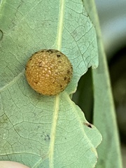 Acraspis pezomachoides