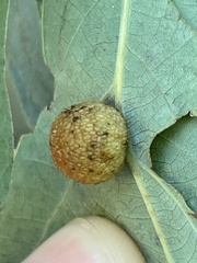 Acraspis pezomachoides