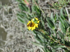 Grindelia stricta