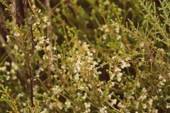 Erica spectabilis