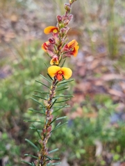 Dillwynia sericea