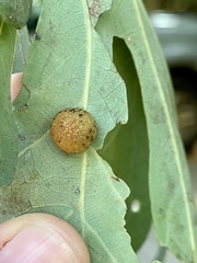 Acraspis pezomachoides