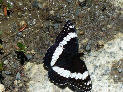 Limenitis weidemeyerii