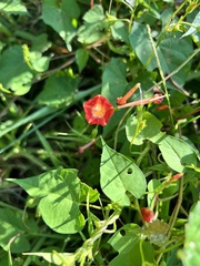 Ipomoea coccinea