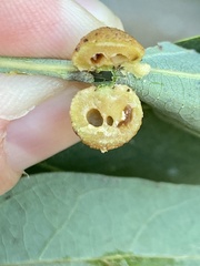 Acraspis pezomachoides