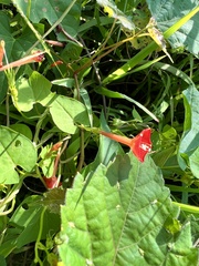 Ipomoea coccinea